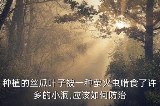 種植的絲瓜葉子被一種螢火蟲啃食了許多的小洞,應該如何防治