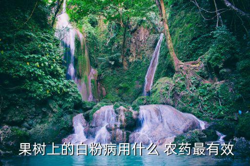  果樹上的白粉病用什么 農藥最有效