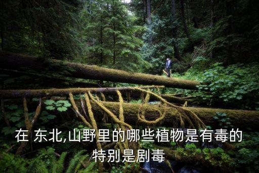 東北野生山核桃,東北山野生什么農(nóng)藥好