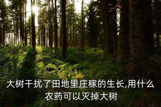 大樹干擾了田地里莊稼的生長,用什么 農藥可以滅掉大樹