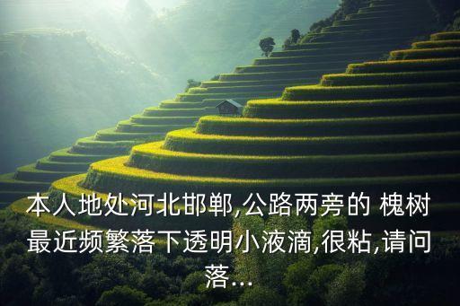 本人地處河北邯鄲,公路兩旁的 槐樹(shù)最近頻繁落下透明小液滴,很粘,請(qǐng)問(wèn)落...