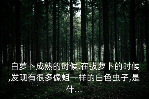 白蘿卜苗長蟲打什么農(nóng)藥