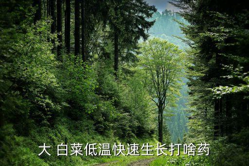 大 白菜低溫快速生長打啥藥