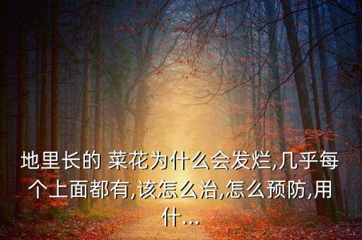 地里長的 菜花為什么會發(fā)爛,幾乎每個上面都有,該怎么治,怎么預防,用什...