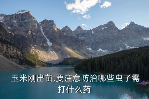  玉米剛出苗,要注意防治哪些蟲子需打什么藥