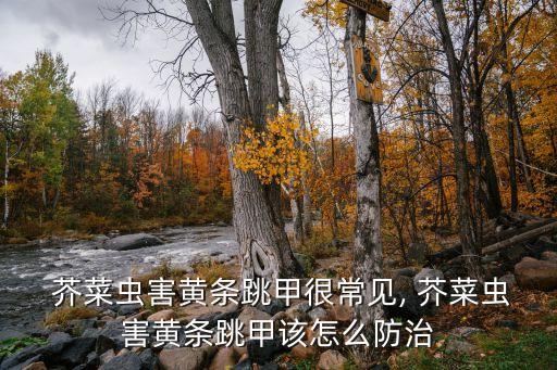 芥菜最怕什么農藥