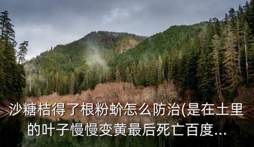 沙糖桔得了根粉蚧怎么防治(是在土里的葉子慢慢變黃最后死亡百度...