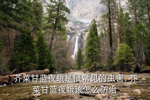 芥菜施什么農藥好用呢,芥菜打什么農藥