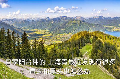 自家陽臺種的 上海青最近發現有很多青蟲和黑頭蟲怎么辦