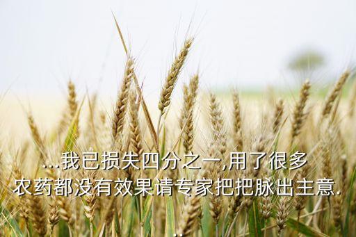 ...我已損失四分之一,用了很多 農藥都沒有效果請專家把把脈出主意...