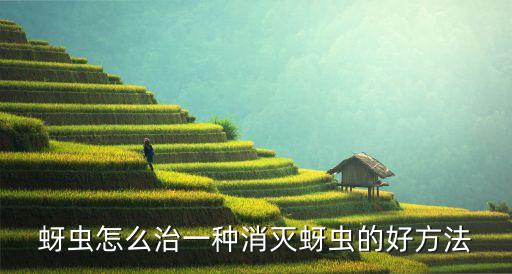 蚜蟲怎么治一種消滅蚜蟲的好方法