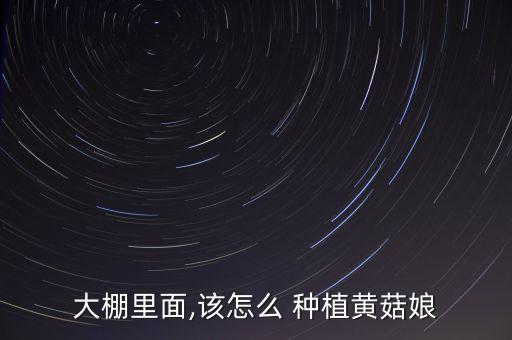 大棚里面,該怎么 種植黃菇娘