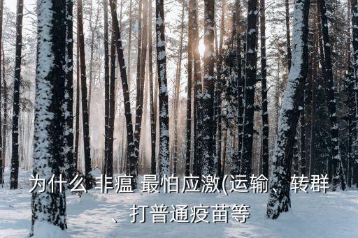 為什么 非瘟 最怕應(yīng)激(運(yùn)輸、轉(zhuǎn)群、打普通疫苗等