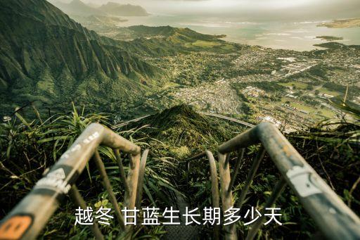 越冬 甘藍生長期多少天