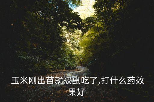  玉米剛出苗就被蟲吃了,打什么藥效果好