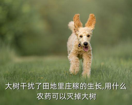 什么農(nóng)藥能讓樹木不長,用什么農(nóng)藥可以將樹木殺死