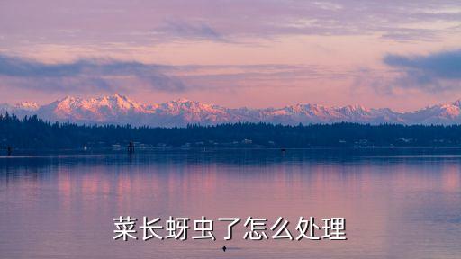 菜長蚜蟲了怎么處理