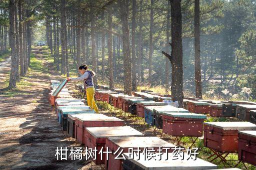 柑橘樹什么時候打藥好
