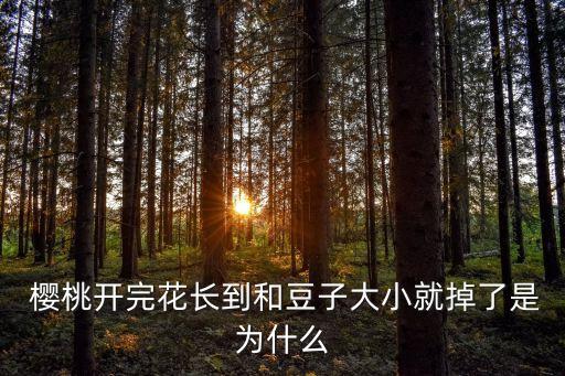  櫻桃開(kāi)完花長(zhǎng)到和豆子大小就掉了是為什么