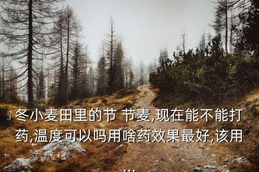 冬小麥田里的節 節麥,現在能不能打藥,溫度可以嗎用啥藥效果最好,該用...