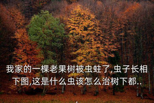 桑葚樹蟲蛀用什么農(nóng)藥,桑葚打什么農(nóng)藥最好