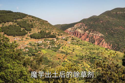 芋頭葉子爛了要什么農(nóng)藥,芋頭的葉子什么樣 圖片