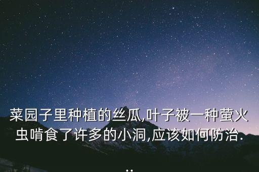 菜園子里種植的絲瓜,葉子被一種螢火蟲啃食了許多的小洞,應該如何防治...