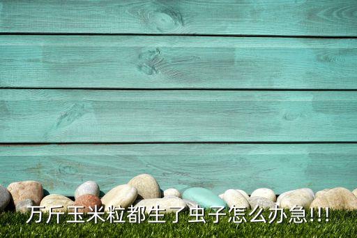 萬斤玉米粒都生了蟲子怎么辦急!!!