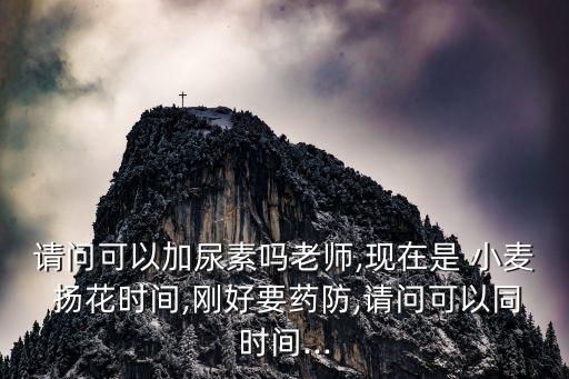 請問可以加尿素嗎老師,現在是 小麥 揚花時間,剛好要藥防,請問可以同時間...