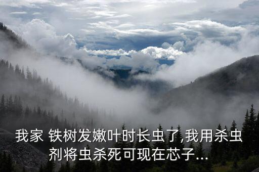 鐵樹是什么農藥,鐵樹中間毛茸茸的是什么