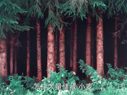 怎樣大量儲藏 小麥