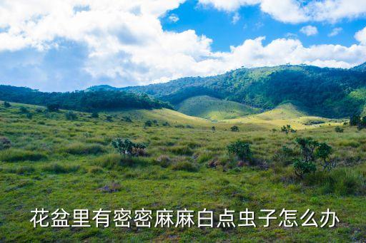  花盆里有密密麻麻白點蟲子怎么辦