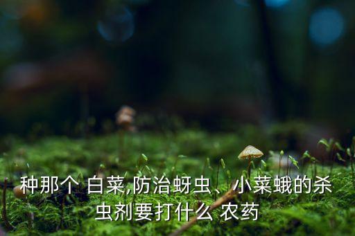 種那個 白菜,防治蚜蟲、小菜蛾的殺蟲劑要打什么 農藥