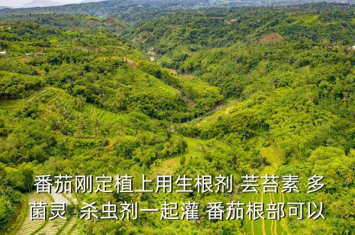  番茄剛定植上用生根劑 蕓苔素 多菌靈  殺蟲劑一起灌 番茄根部可以
