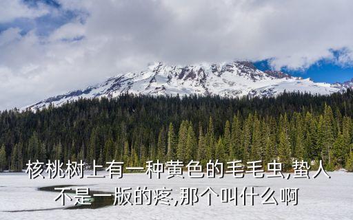 核桃洋辣子用什么農藥,核桃打什么農藥