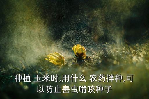 種植 玉米時,用什么 農藥拌種,可以防止害蟲啃咬種子