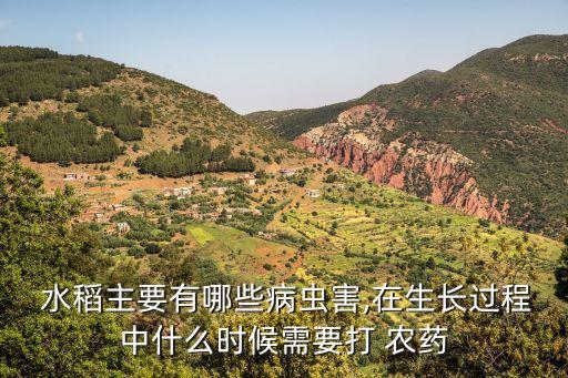  水稻主要有哪些病蟲害,在生長過程中什么時候需要打 農藥