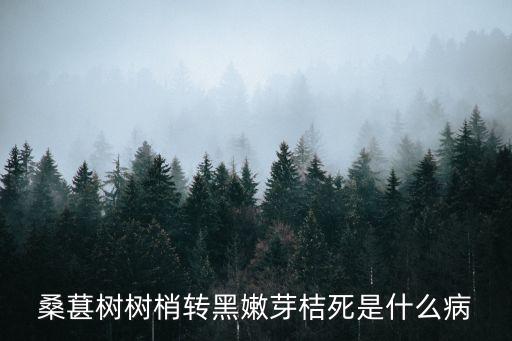 桑葚樹(shù)樹(shù)梢轉(zhuǎn)黑嫩芽桔死是什么病