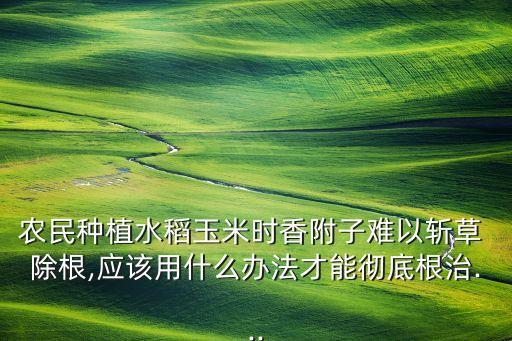 農民種植水稻玉米時香附子難以斬草 除根,應該用什么辦法才能徹底根治...
