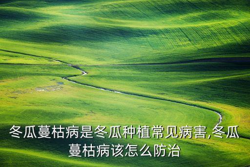 冬瓜蔓枯病是冬瓜種植常見病害,冬瓜蔓枯病該怎么防治