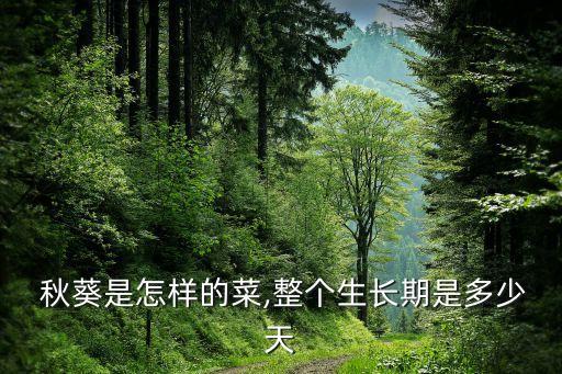  秋葵是怎樣的菜,整個生長期是多少天
