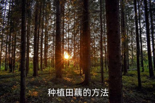  種植田藕的方法