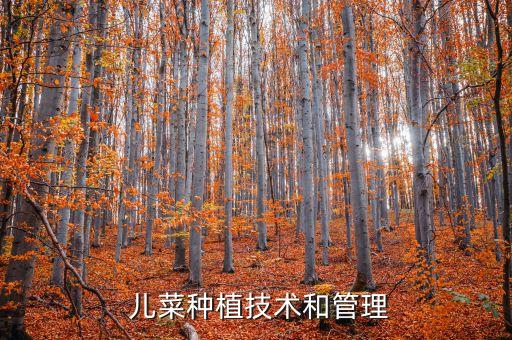  兒菜種植技術(shù)和管理