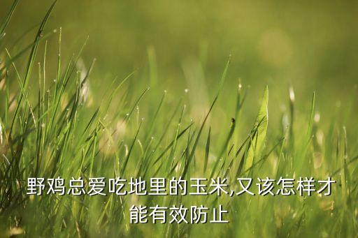 什么農藥驅趕野雞有效呢,什么方法驅趕野雞有效
