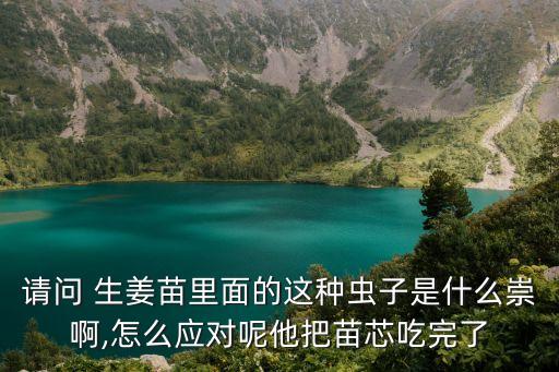 生姜地下害蟲用什么農藥,什么農藥防治地下害蟲