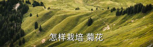 菊花種植需要什么農(nóng)藥,種植菊花一畝地收入
