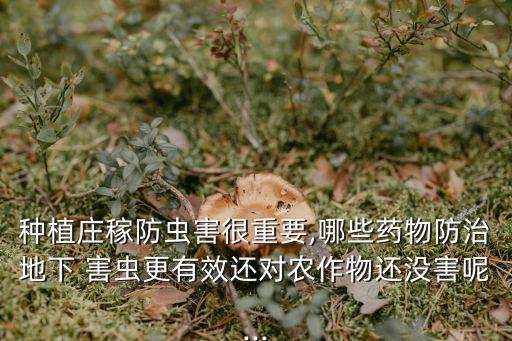 種植莊稼防蟲(chóng)害很重要,哪些藥物防治地下 害蟲(chóng)更有效還對(duì)農(nóng)作物還沒(méi)害呢...