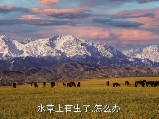 水中生小蟲用什么農(nóng)藥,什么魚吃水中的小蟲