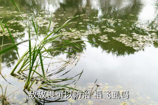 敵敵畏可以防治 稻飛虱嗎