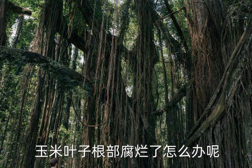  玉米葉子根部腐爛了怎么辦呢
